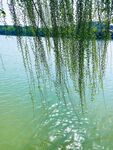 柳影映碧湖