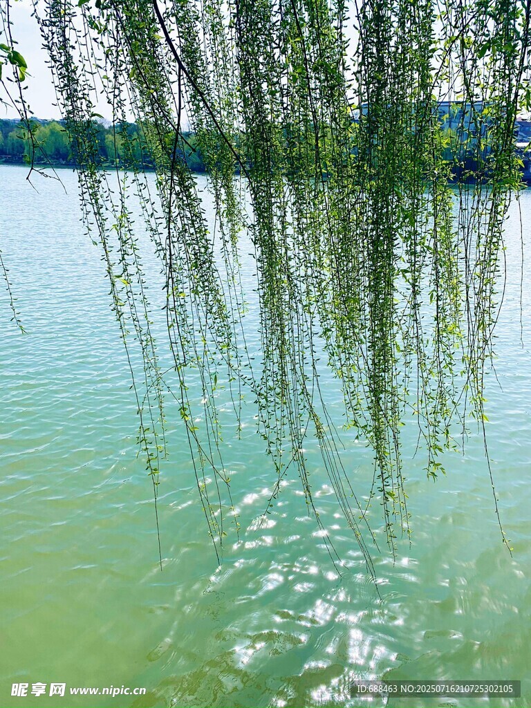 柳影映碧湖