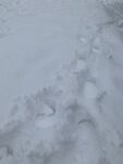 雪地上的串串脚印