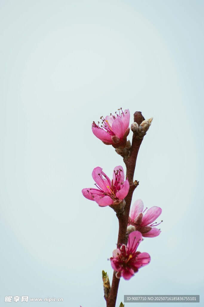 枝头绽放的粉嫩桃花
