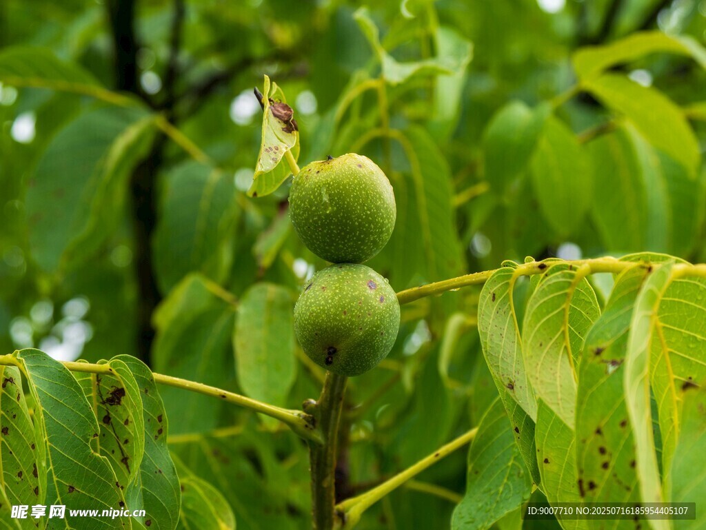 枝头青核桃 绿意正盎然