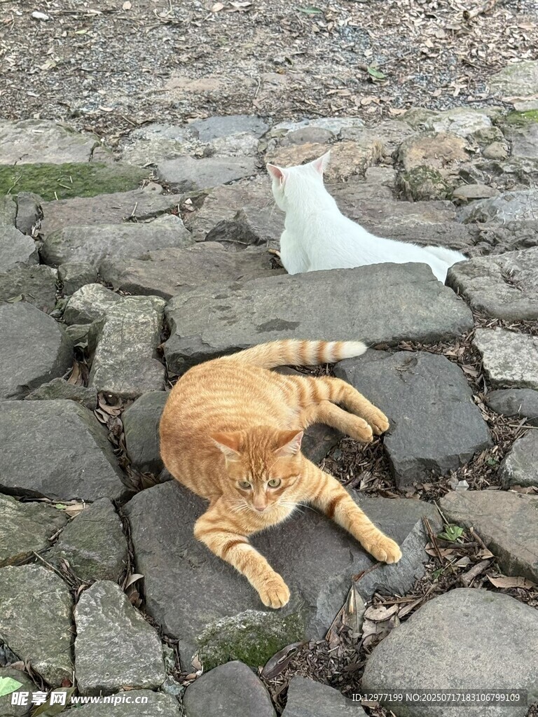 石地上的两只猫咪