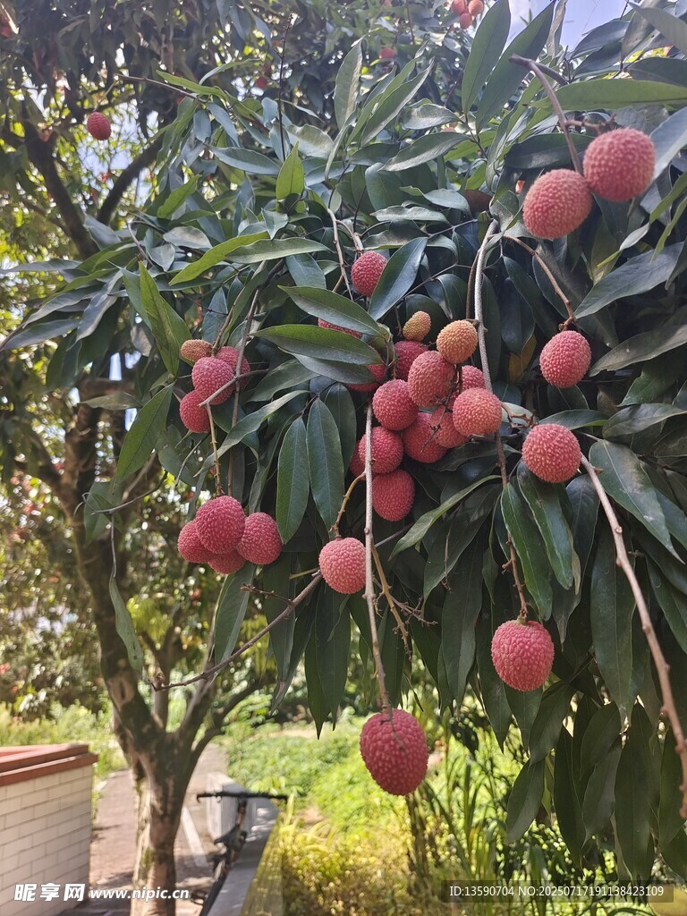 荔枝