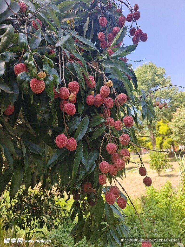 荔枝