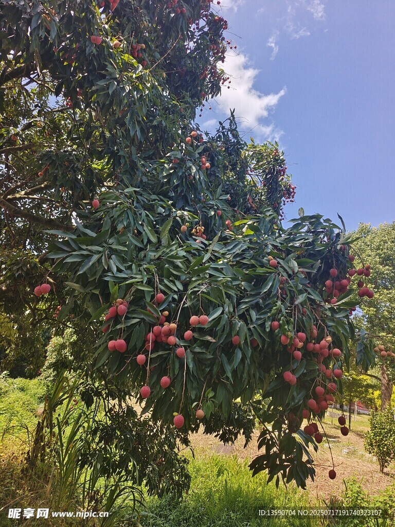 荔枝树