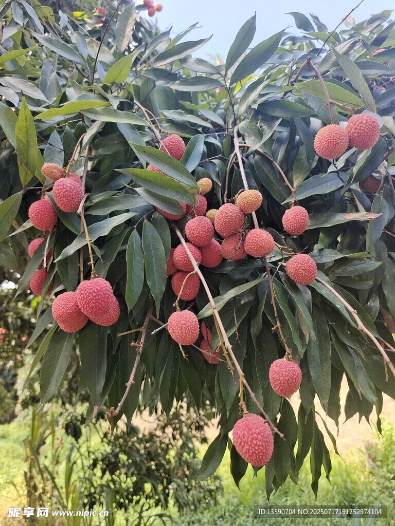 荔枝
