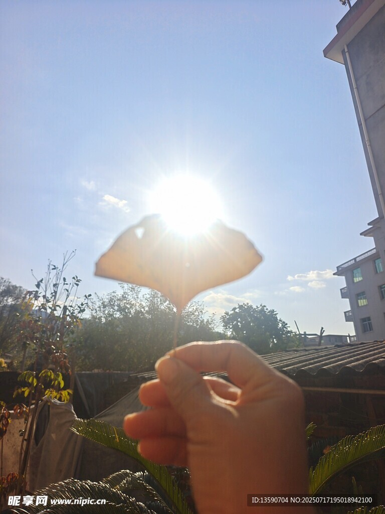 锒杏叶
