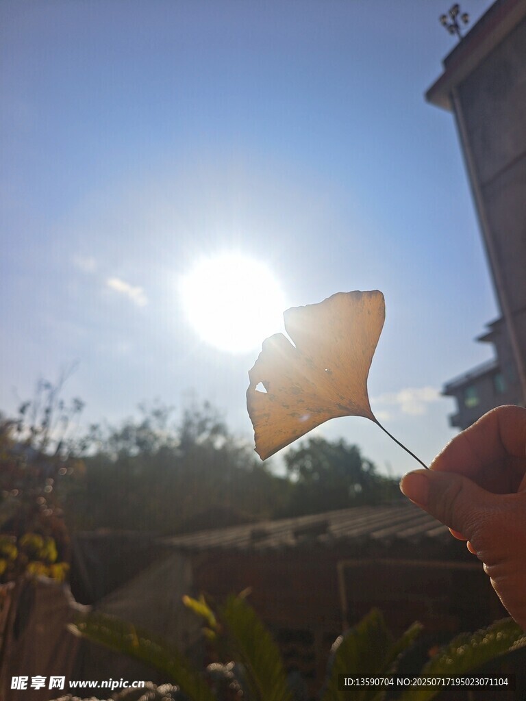 银杏