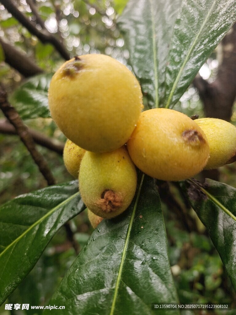 枇杷
