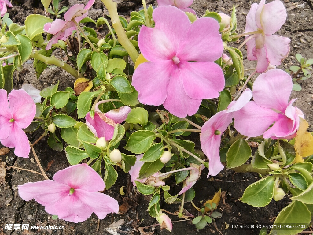 粉色长春花绽放生机