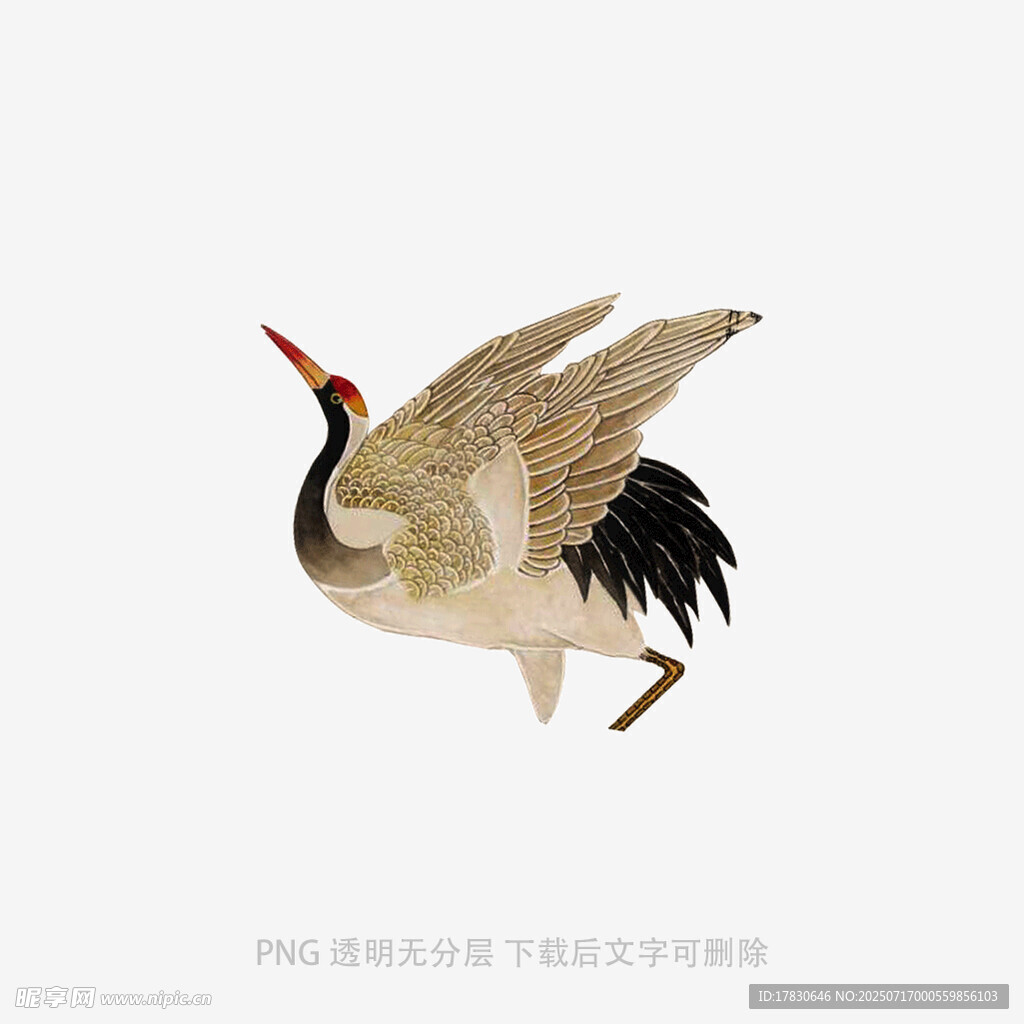 展翅丹顶鹤