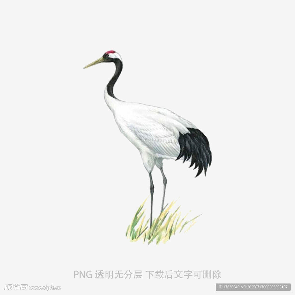 站立的丹顶鹤