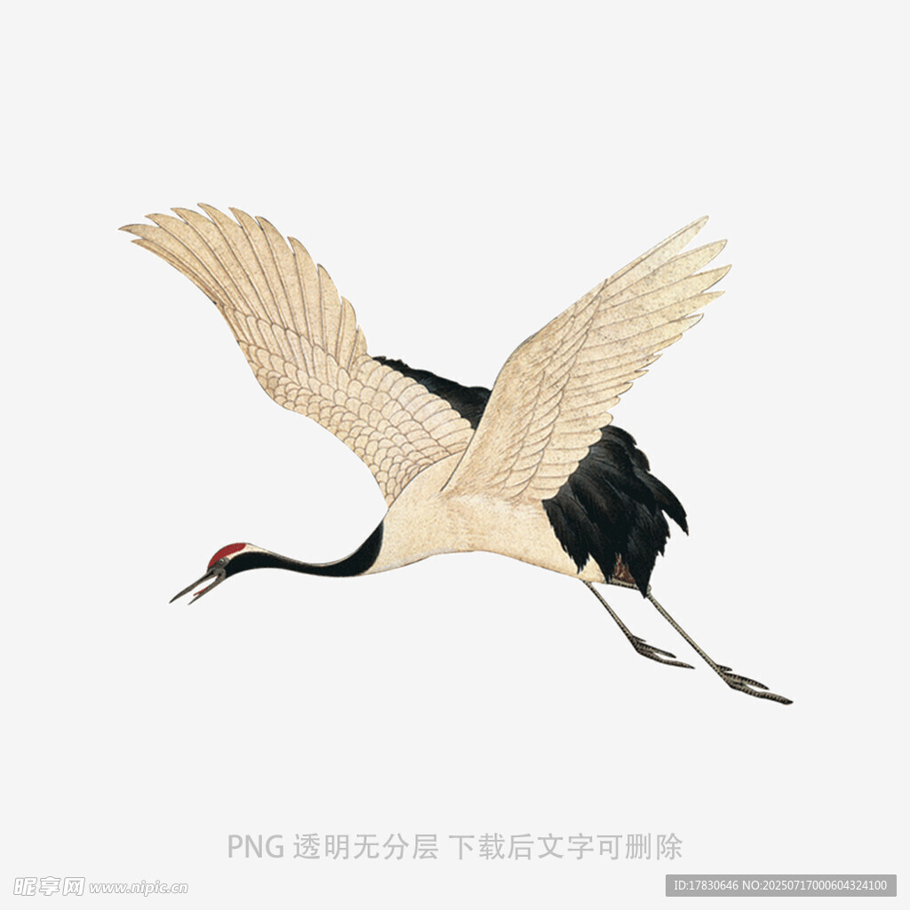 展翅飞翔的丹顶鹤