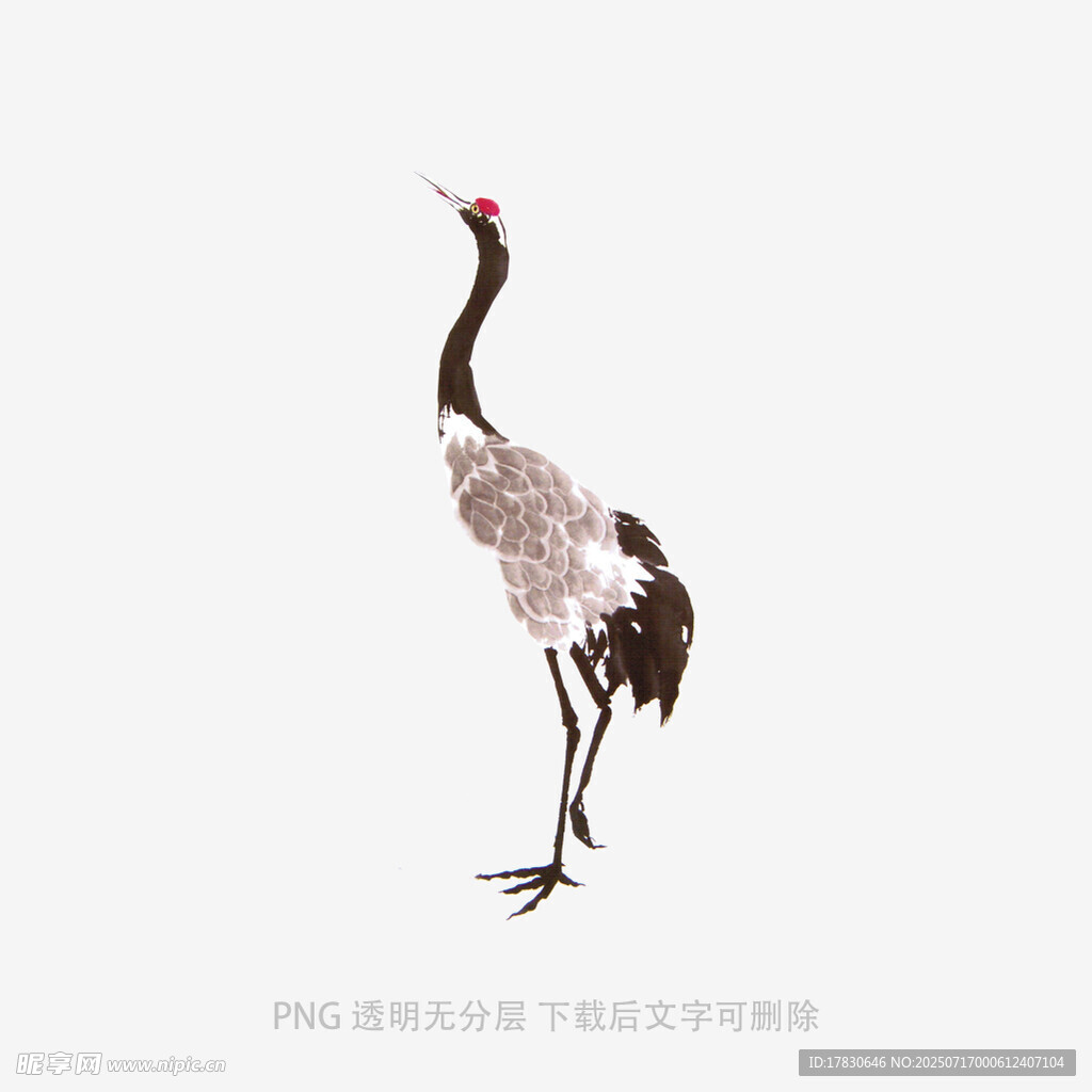 单只丹顶鹤优雅站立