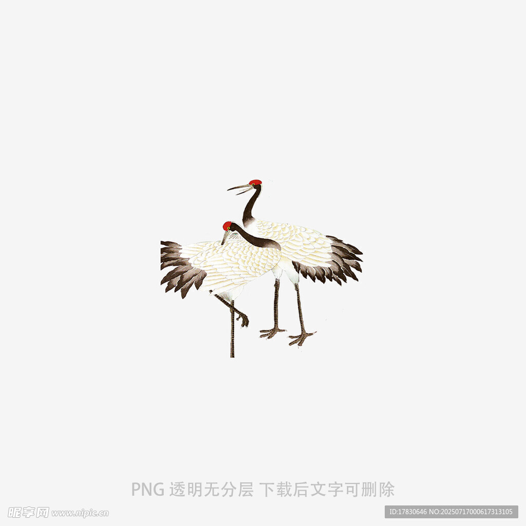 两只丹顶鹤相依而立