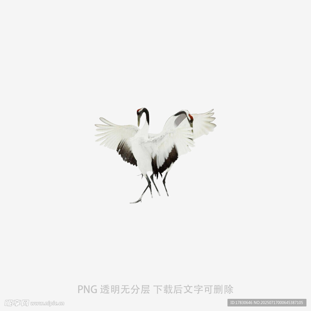 双鹤起舞