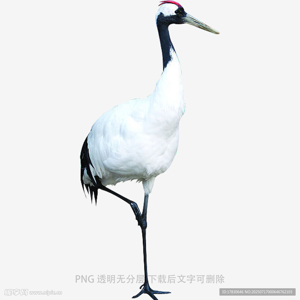 单腿站立的优雅丹顶鹤