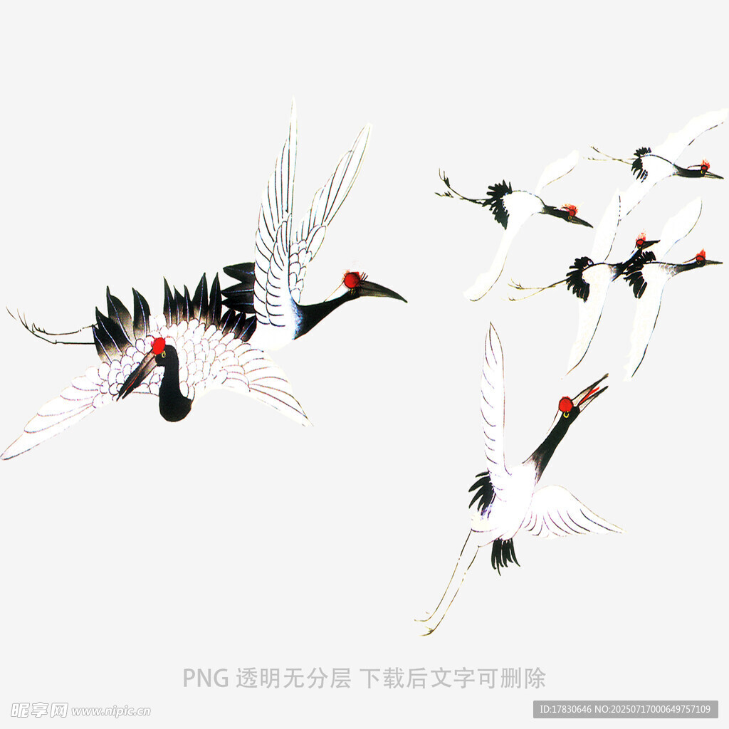 群鹤飞舞