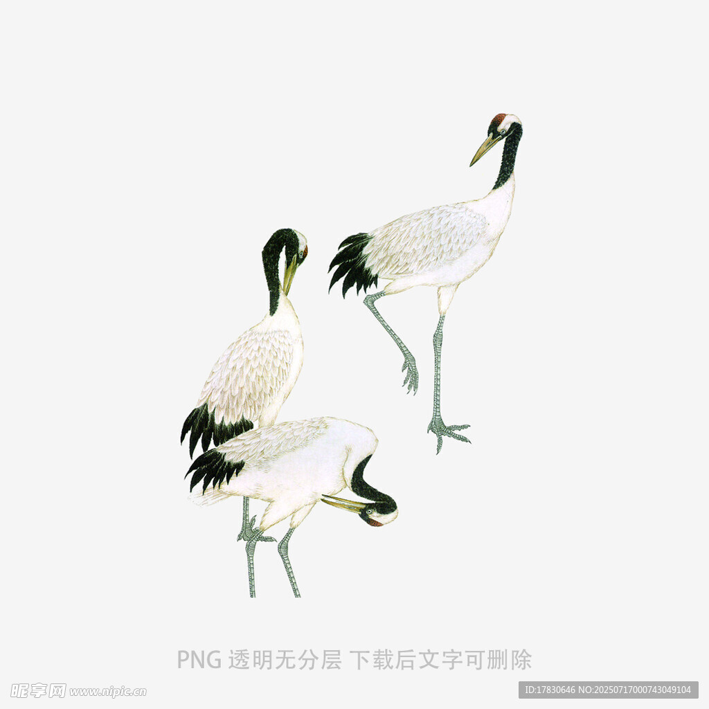 三只丹顶鹤优雅姿态