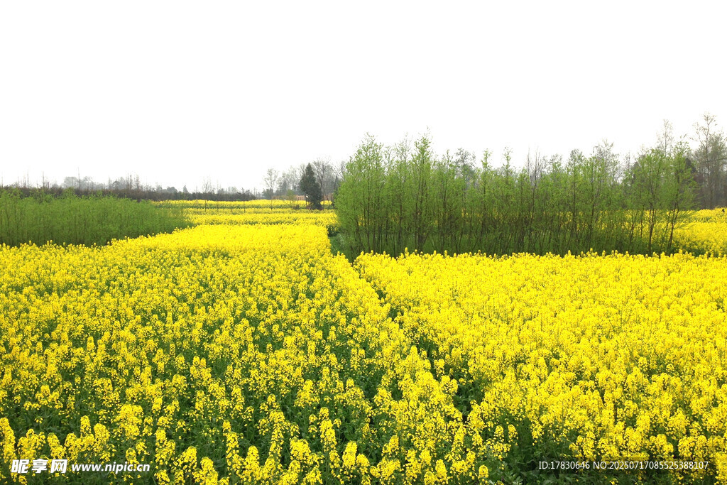 金黄油菜花田田园美景