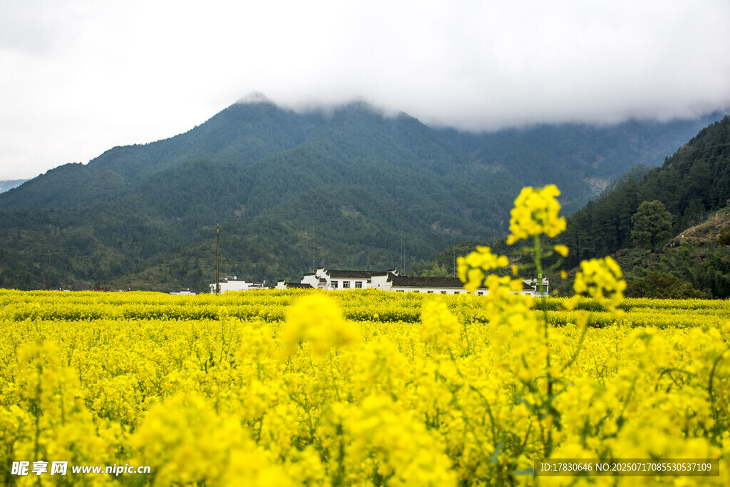 金黄油菜花海与远山美景