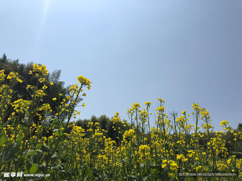 春日油菜花田美景