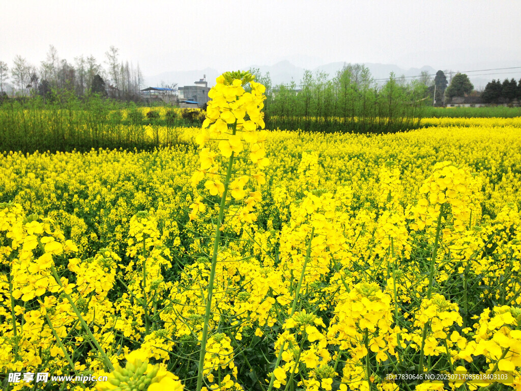 金黄油菜花田美景