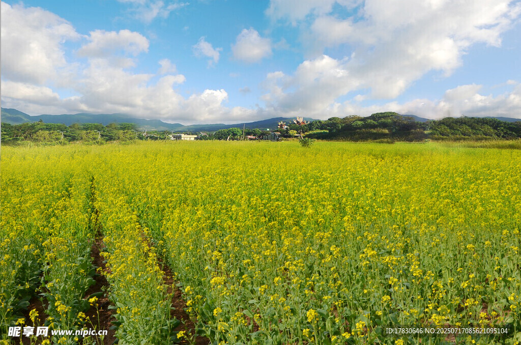 金黄油菜花田的田园风光