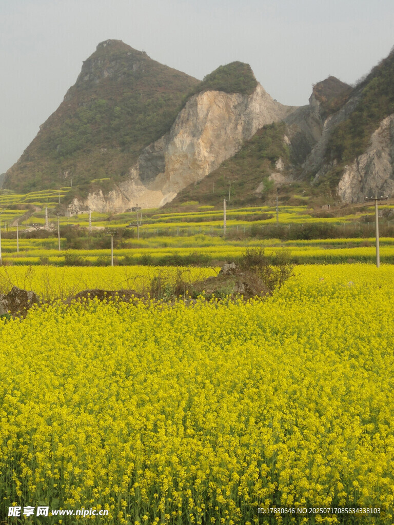 金黄油菜田与远山美景