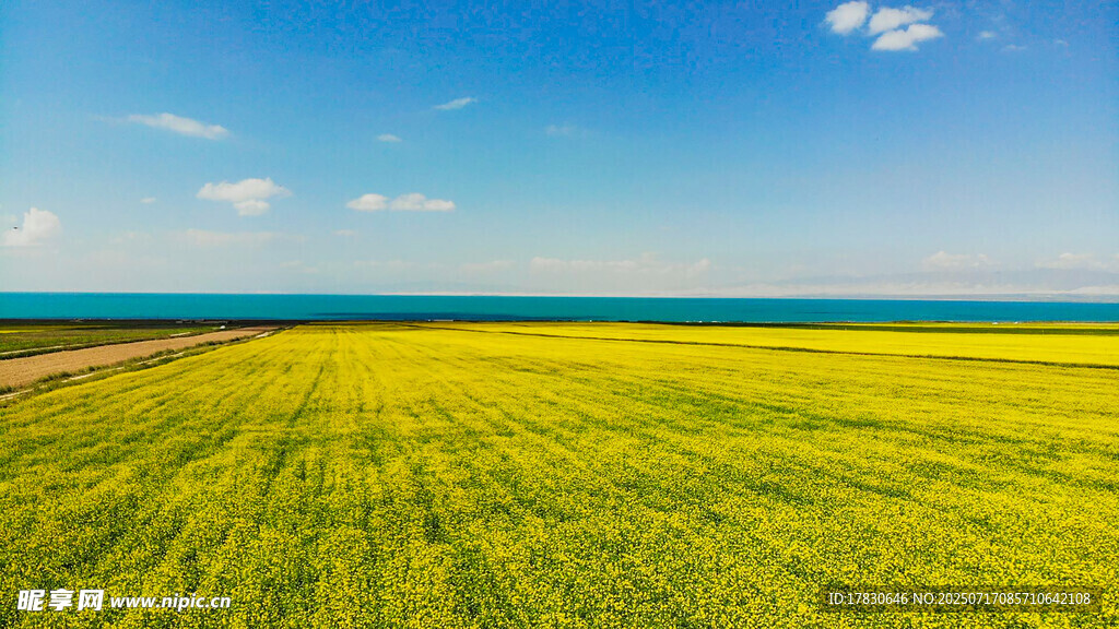 金黄油菜田与蓝天美景
