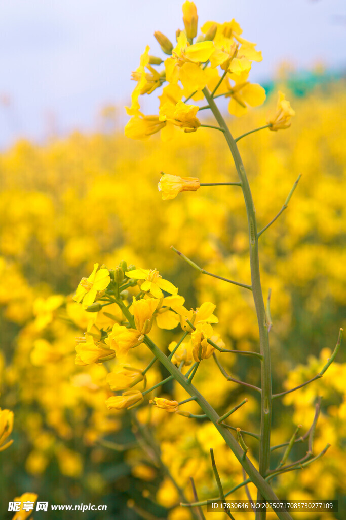 春日油菜花田美景