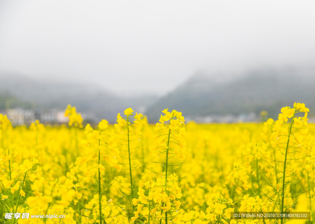 春日油菜花海美景