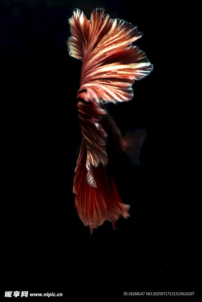飘逸红尾斗鱼