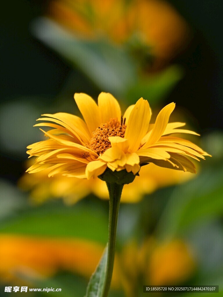 绽放的黄色花朵