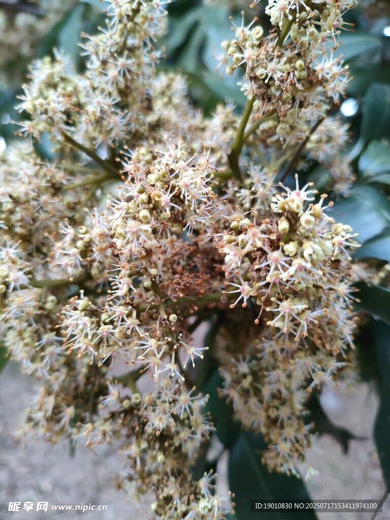 荔枝花