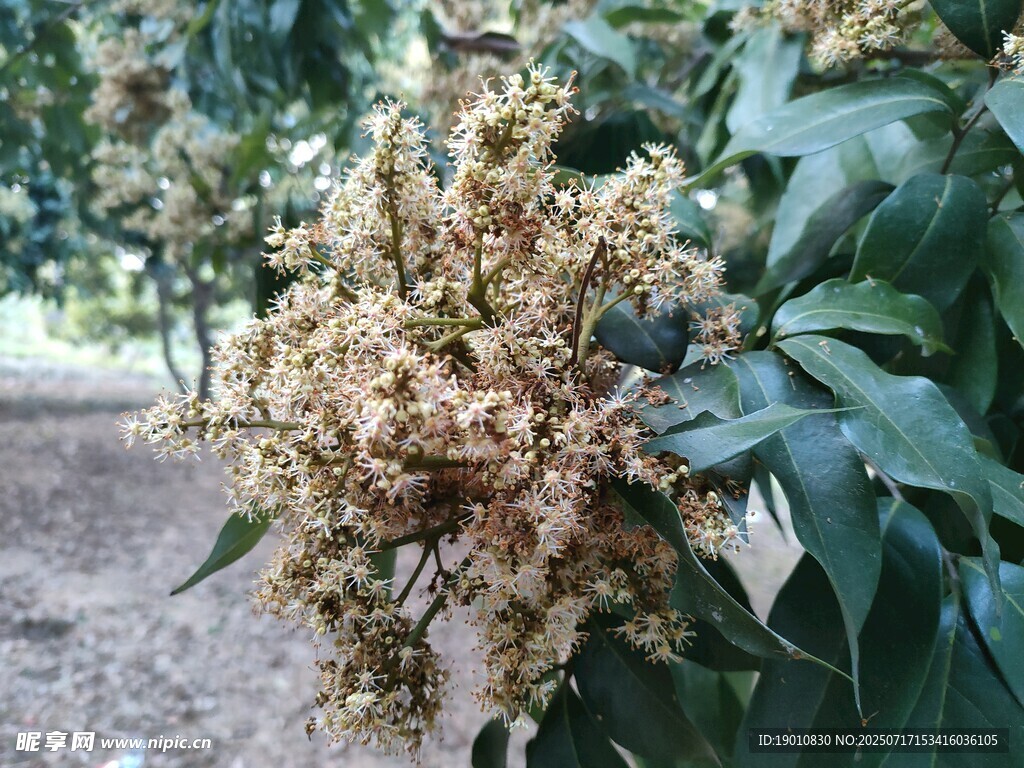 荔枝花