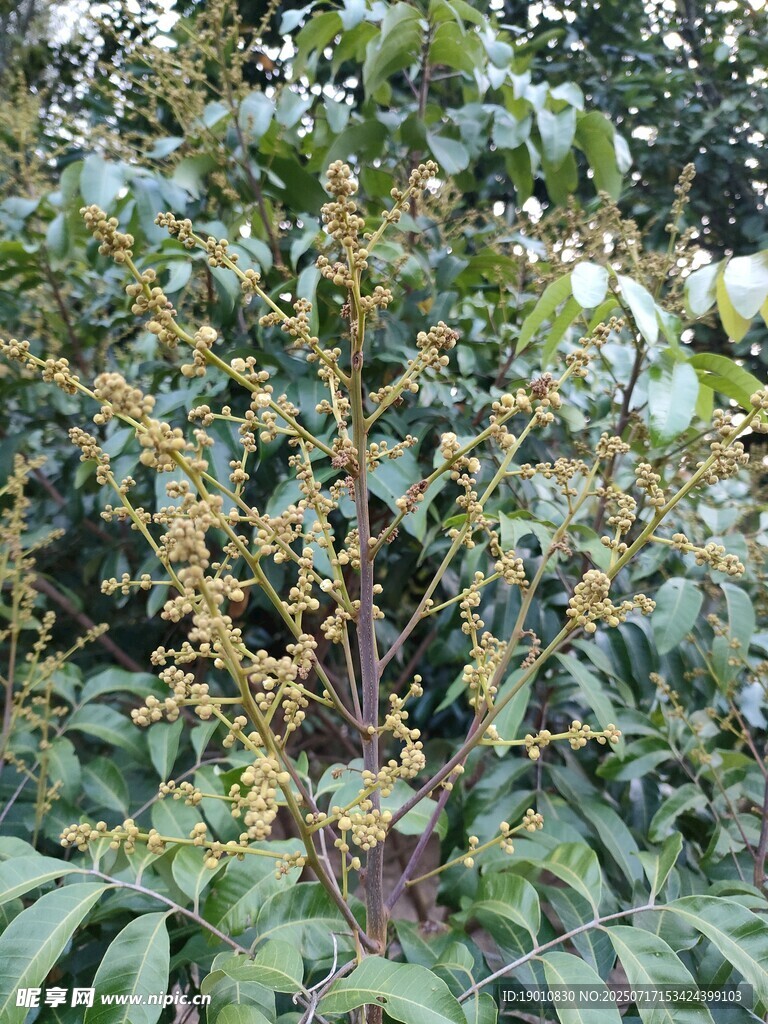 龙眼花