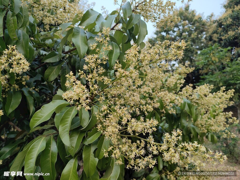 荔枝花