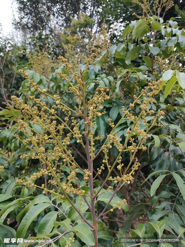龙眼花