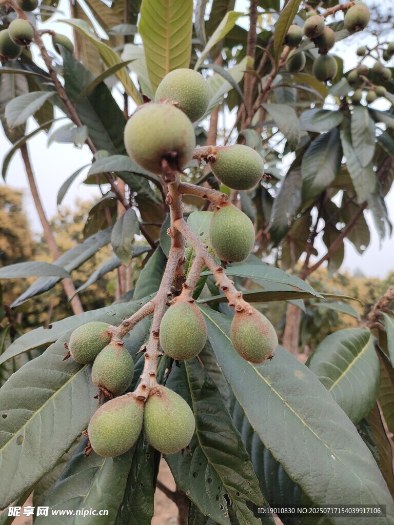 枇杷
