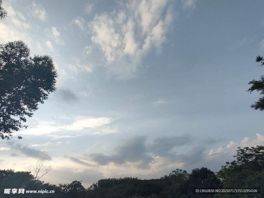 蓝天白云下的树林景致