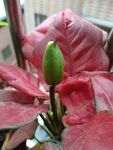 红掌花苞特写