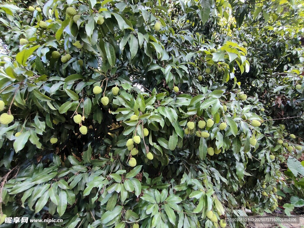 挂满果实的荔枝树