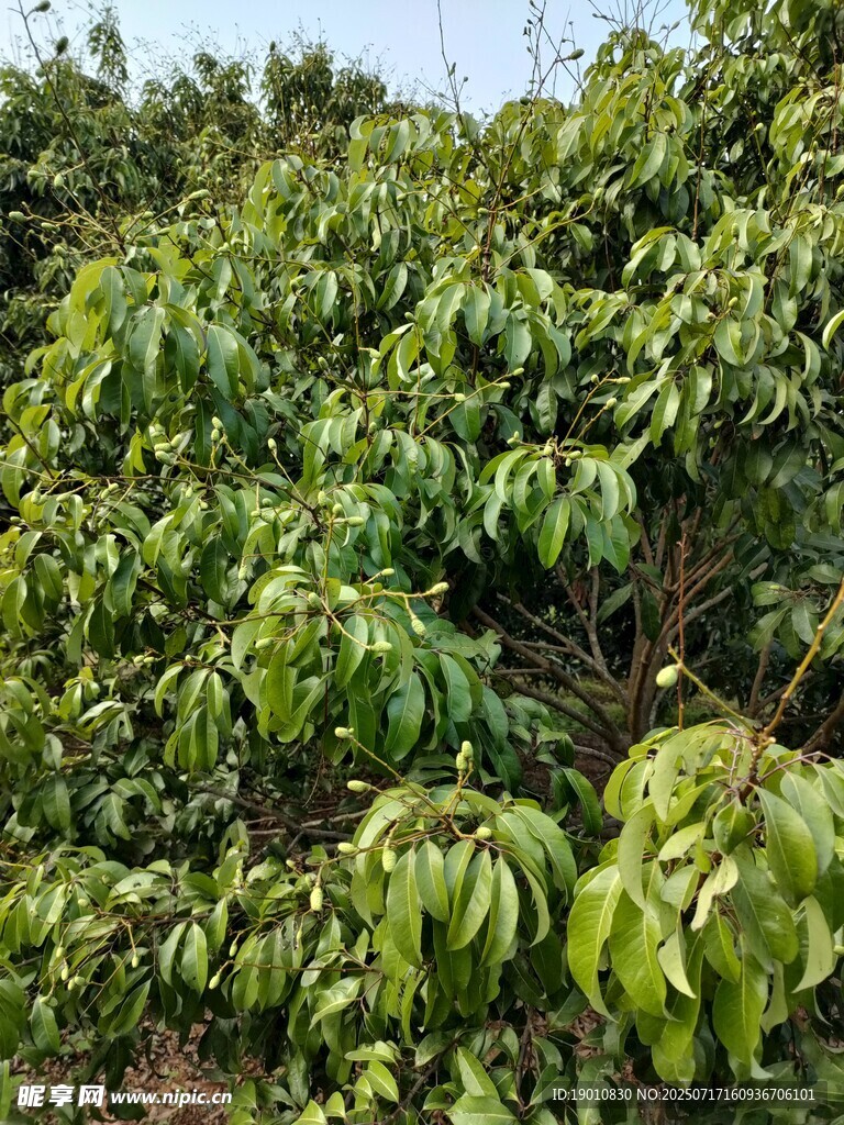 荔枝树