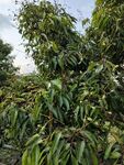 荔枝树