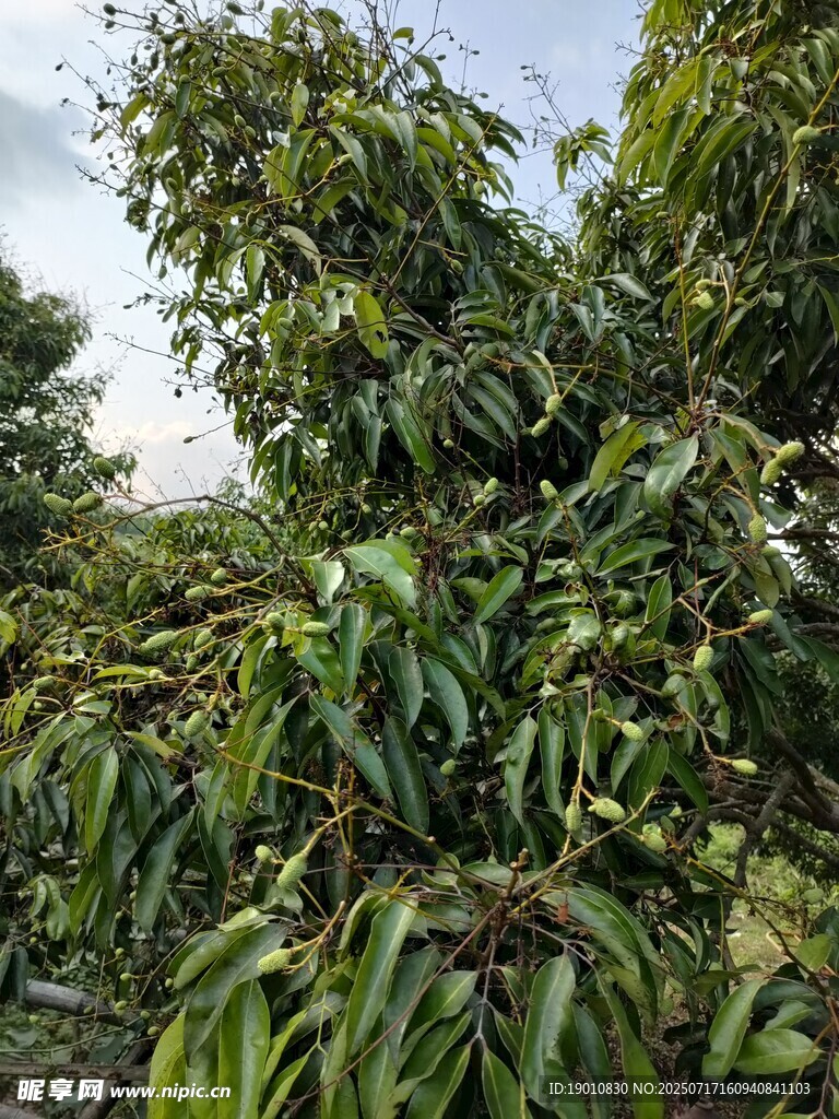 荔枝树
