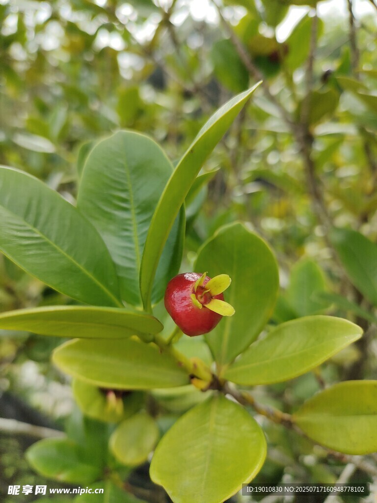 绿叶间的红果