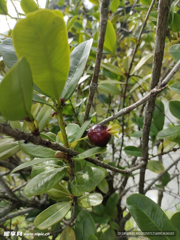 枝头红果隐于绿叶间