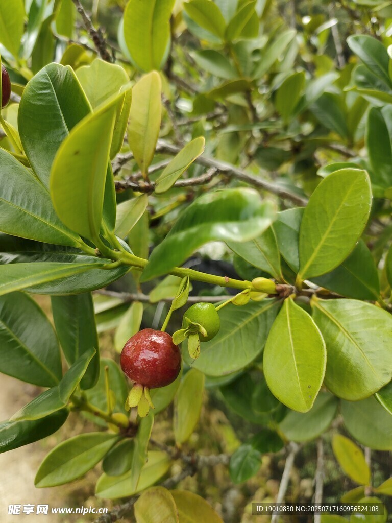 绿叶间的红果