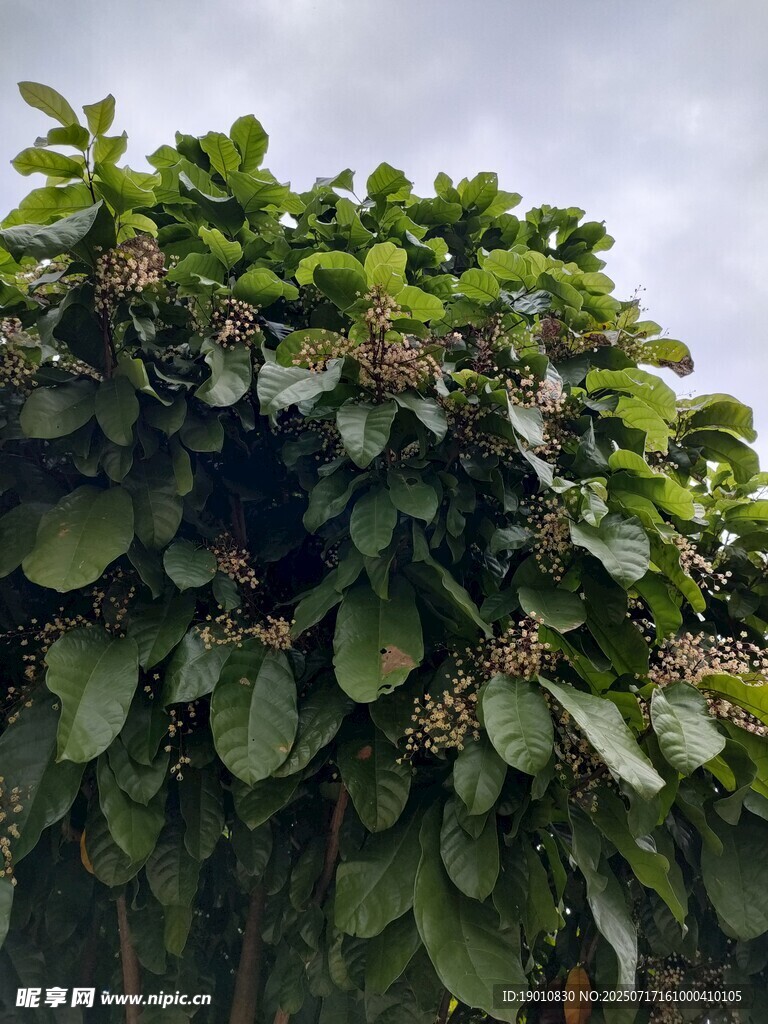 繁茂绿叶植物景观